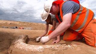 Archäologen bei Ausgrabungen auf der SuedLink-Trasse bei Lauda-Königshofen (Archivbild). Die Grabungsstelle, an der ein Stoßzahn gefunden wurde, muss mittlerweile vor Räubern bewacht werden. Die Rücken mit Spaten und Stirnlampe an.