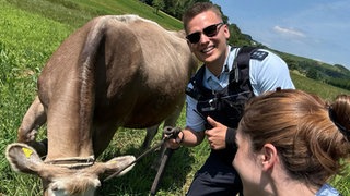 Die Beamten des Polizeipräsidiums Heilbronn hatten in Beilstein einen tierischen Einsatz: Sie mussten dieses Mal entlaufene Rinder einfangen.
