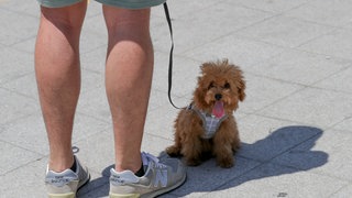 Ein Hund schützt sich im Schatten seines Besitzers vor der Hitze (Symbolbild). Sie kann zur Lebensgefahrt für Tiere werden. Die Tierrettung meldet derzeit viele Notfälle. 