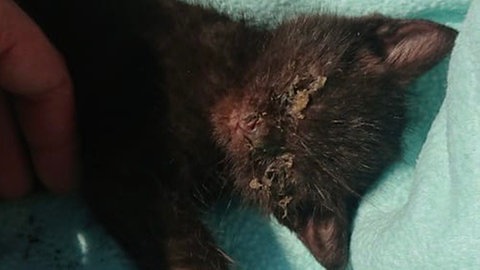 Crailsheim führt eine Katzenschutzverordnung ein. So kann sowohl der steigenden Population als auch der Ausbreitung von bestimmten Katzenkrankheiten oder anderem Leid vorgebeugt werden.