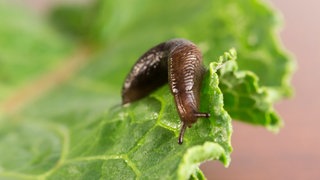 Eine Nacktschnecke auf einem Salatblatt (Symbol): Nach den vielen Regentagen gibt es besonders viele Schnecken auf den Feldern und in den Gärten.