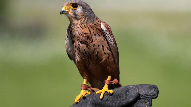 Der Turmfalke ist der zweithäufigste Greifvogel in Baden-Württemberg. Er ist vergleisweise klein. Wenn sie geschlechtsreif sind, werden die Männchen am Kopf grau. 