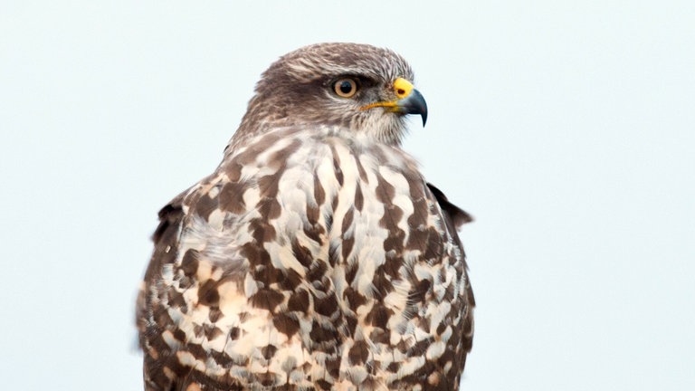 Ein Mäusebussard sitzt auf einem Pfahl.
