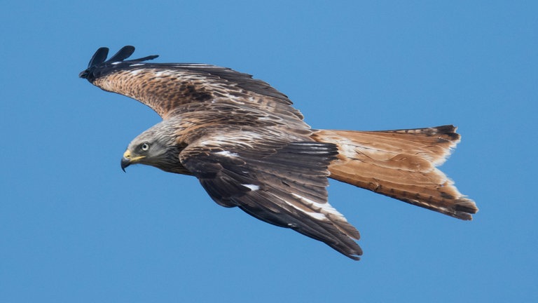 Ein Rotmilan zieht am Himmel seine Kreise. (Archivbild)