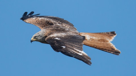 Ein Rotmilan zieht am Himmel seine Kreise. (Archivbild)
