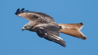 Ein Rotmilan zieht am Himmel seine Kreise. (Archivbild)