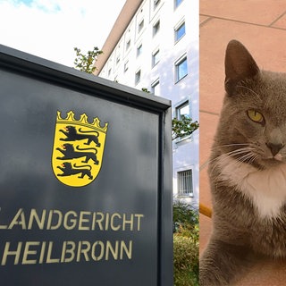 Der Fall um den getöteten Kater Emil ist abgeschlossen: Ein 54-jähriger Mann gab zu, die Falle aufgestellt zu haben. Er wurde zu einer Geldstrafe verurteilt. 