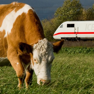 Eine entlaufene Kuh hat in Crailsheim den Bahnverkehr gestoppt. (Symbolbild) 