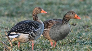Im Kreis Heilbronn wurde die Vogelgrippe bei einer Graugans nachgewiesen. (Symbolbild)