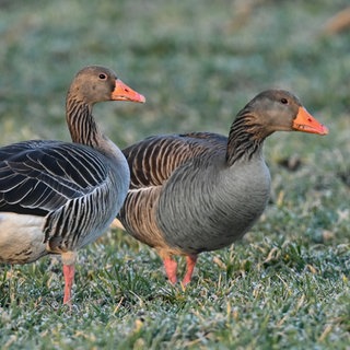 Im Kreis Heilbronn wurde die Vogelgrippe bei einer Graugans nachgewiesen. (Symbolbild)