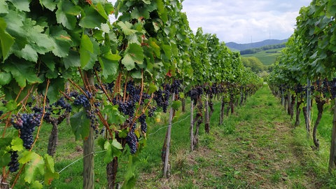Die Weinlese steht auch in den Löwensteiner Bergen in den Startlöchern