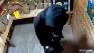 Bilder aus einer Überwachungskamera zeigen einen Einbruch bei einem Hofladen in Bad Wimpfen.