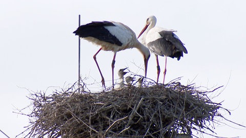 Die Störche in Cleebronn haben Nachwuchs bekommen.