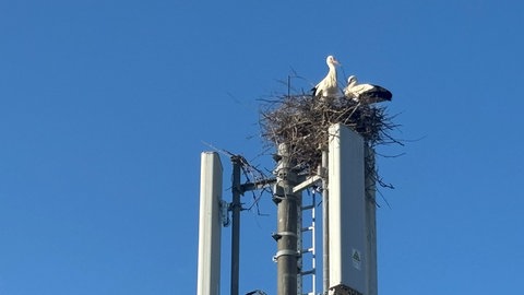 Störche in Cleebronn