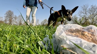 Anti Giftköder-Training in Bad Wimpfen