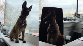 Mit einem Facebook-Video hat das Polizeipräsidium Heilbronn zwei neue Polizeihunde in Ausbildung vorgestellt.