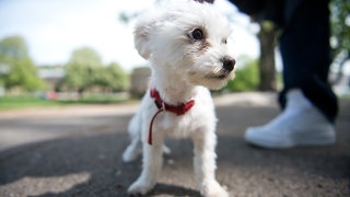 Ein Hund beim Spaziergang (Symbolbild): In Bretzfeld sind zwei Hunde an einem Giftköder mit verbotenem Insektizid gestorben.