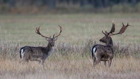 Bei Forchtenberg sind im Januar neun Hirsche ausgebüxt. Seit dem werden sie immer wieder gesichtet. (Symbolbild)