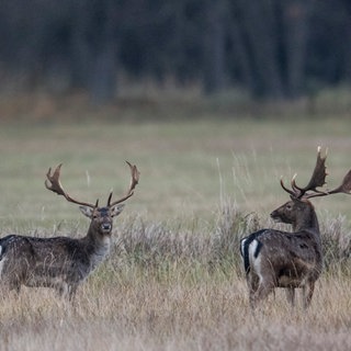 Bei Forchtenberg sind im Januar neun Hirsche ausgebüxt. Seit dem werden sie immer wieder gesichtet. (Symbolbild)