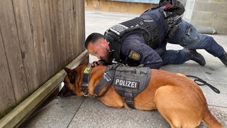 Ein Drogenspürhund bei seiner Arbeit in der Heilbronner Innenstadt. Bei einer Großkontrolle wurden zahlreiche Menschen untersucht. 