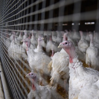 Ein Putenmastbetrieb aus Ilshofen steht im Mittelpunkt eines Prozesses. Das Bundesverwaltungsgericht verhandelt über die Haltungsbedingungen (Symbolbild). 