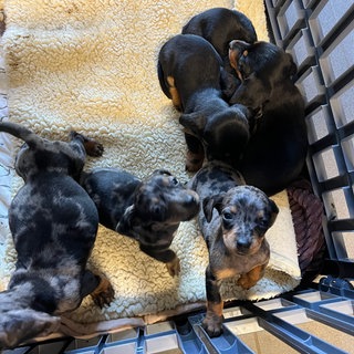 Jugendliche haben in Öhringen ausgesetzte Hundewelpen gerettet. 