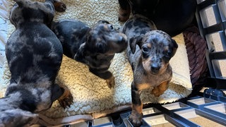 Jugendliche haben in Öhringen ausgesetzte Hundewelpen gerettet. 