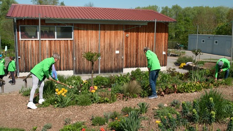 Die Ehrenamtlichen vom Freundeskreis der Landesgartenschau pflegen noch immer die Blumenbeete in Öhringen