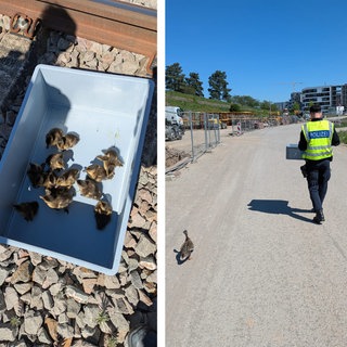 Tierrettung in der Brutsaison: Entenküken auf Abwegen: Am Heilbronner Hauptbahnhof hatte sich eine Ente mit ihrem Nachwuchs in den Gleisbereich verirrt. Eine Polizei-Streife sammelte die Küken auf und vereinte die kleine Familie wieder an einem sicheren Bereich am Neckar. Der NABU weiß, wann man Jungvögeln helfen sollte und wann nicht.
