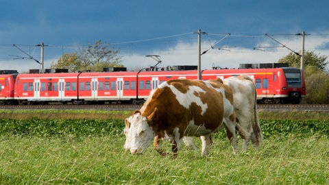 Bei Schwäbisch Hall sind drei Kühe mit einem Zug kollidiert. (Symbolbild)