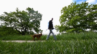Spaziergänger mit seinem Hund (Symbolbild). Ein Hund hat in Schwäbisch Hall ein 11-jähriges Mädchen und ihren Hund verletzt. Die Polizei sucht nun dringend nach dem Hundebesitzer.