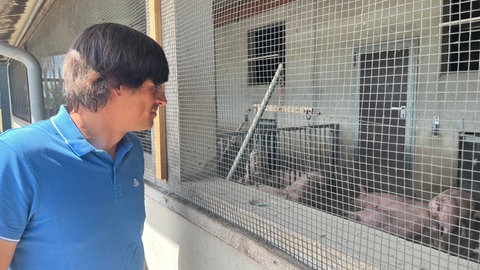 Schweinehalter Joachm Deitigsmann schaut regelmäßig, ob es seinen Tieren gut geht.