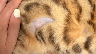 In Bad Mergentheim ist eine Katze mit Hakenkreuzen bekritzelt und rasiert worden. Die Polizei ermittelt. 