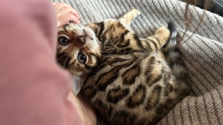 In Bad Mergentheim hat ein Unbekannter ein Hakenkreuz auf das Ohr dieser Katze gemalt. 