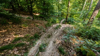 In einem Wald bei Eberstadt soll ein Mann auf einer Mountainbike-Strecke Drahtseile gespannt haben.