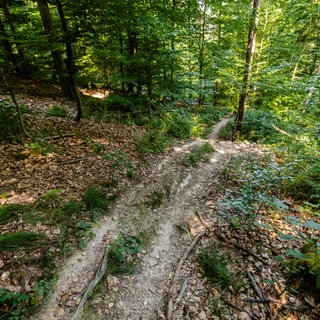 In einem Wald bei Eberstadt soll ein Mann auf einer Mountainbike-Strecke Drahtseile gespannt haben.