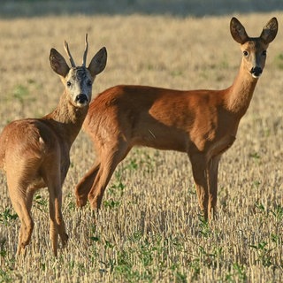 Ein Rehbock und ein Reh stehen am frühen Morgen auf einem abgeernteten Getreidefeld (Symbolbild). Die Suche nach Wasser im Wald gestaltet sich für die Tiere immer schwieriger, Jäger helfen.
