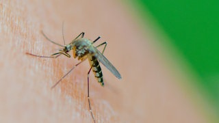 Eine Stechmücke auf der Haut. Das Wetter bietet optimale Brutbedingungen für Stechmücken. Deswegen rücken die Schnakenbekämpfer KABS wieder aus.