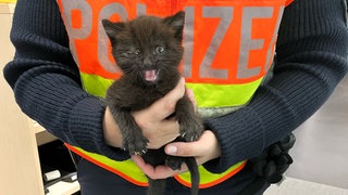 Von der Polizei gerettet: Die kleine schwarze Katze war auf der A5 bei Bühl auf der Überholspur unterwegs.