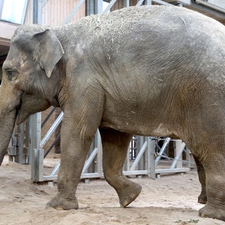 Der neue Elefant Indra läuft in ihr neues Zuhause im Zoo Karlsruhe.