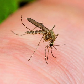 Symbolbild: Eine Mücke auf menschlicher Haut. Im Kreis Karlsruhe gibt es gerade eine Schnakenplage.
