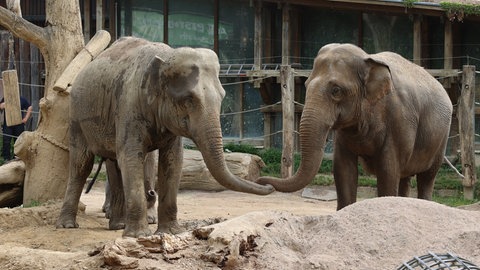 Neue Elefanten-WG: Elefantenkuh Indra wird mit Mutter Saida und Freundin Jenny im Zoo Karlsruhe zusammengeführt.