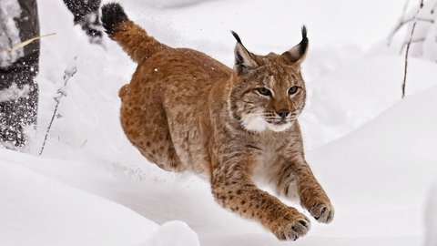 Luchskatze Finja rennt nach dem Öffnen der Transportbox in den verschneiten Schwarzwald. Sie wurde im Nordschwarzwald ausgewildert, um die Luchspopulation wieder aufzubauen.