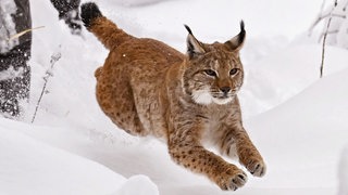 Luchskatze Finja rennt nach dem Öffnen der Transportbox in den verschneiten Schwarzwald. Sie wurde im Nordschwarzwald ausgewildert, um die Luchspopulation wieder aufzubauen.