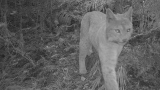 Die ausgewilderte Lüchsin Finja musste eingeschläfert werden. 