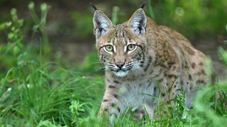 Ein Luchs im hohen Gras. Symbolbild.