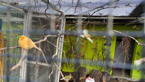 Im Vogelpark in Östringen sollen die Tiere vor der Vogelgrippe geschützt werden.