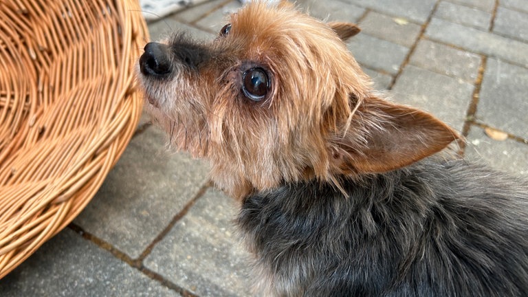Ein Yorkshire Terrier