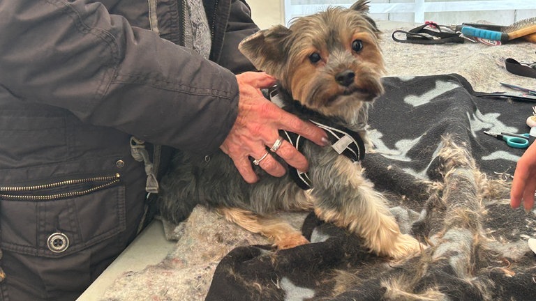 Ein Hund nach der Behandlung von einer Hundefriseurin, um ihm herum abgeschnittene Haare. 