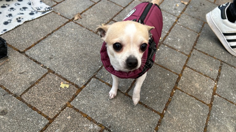 Ein Chihuahua in einem roten Jäckchen